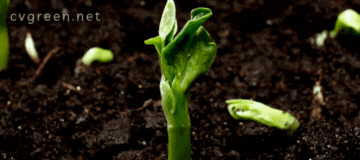 Chăm sóc cây trồng