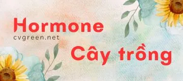 Hormone cây trồng