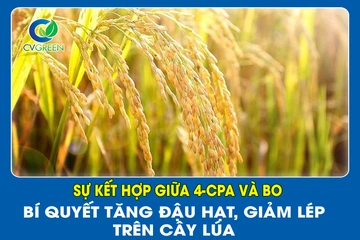 Sự kết hợp giữa 4-CPA và Bo – Bí quyết tăng đậu hạt, giảm lép trên cây lúa