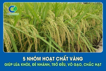 5 Nhóm hoạt chất vàng giúp lúa Khỏe, đẻ nhánh, trổ đều, vô gạo, chắc hạt