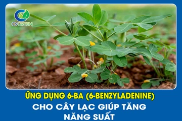 Ứng dụng 6-BA (6-Benzyladenine) cho cây Lạc giúp tăng năng suất