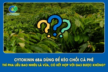 Cytokinin 6BA pha liều bao nhiêu để kéo chồi cà phê? Có nên kết hợp GA3 không?