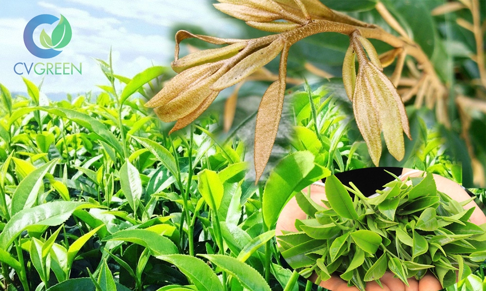 Tiết lộ 5 hoạt chất kích chồi mạnh nhất và cách sử dụng đúng kỹ thuật