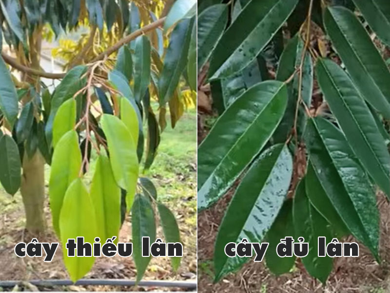 Phân biệt cơi đọt đủ lân và thiếu lân và phương pháp xử lý NPK 10-60-10 và MKP