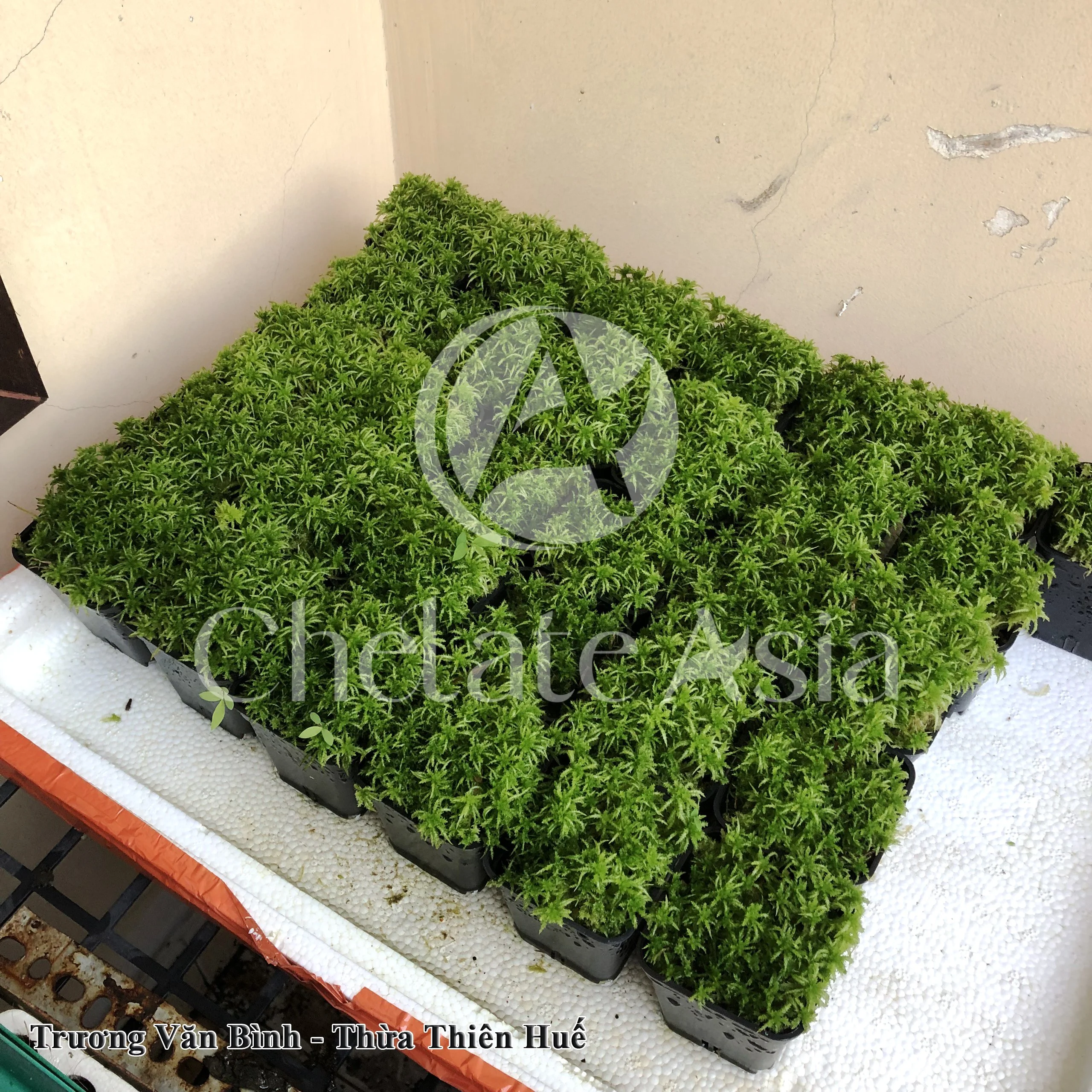 Hình ảnh từ khách hàng Trương Văn Bình