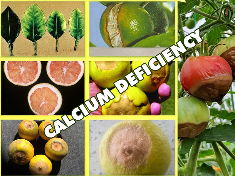 Canxi trong dinh dưỡng cây trồng: vai trò, dấu hiệu thiếu và cách khắc phục hiệu quả