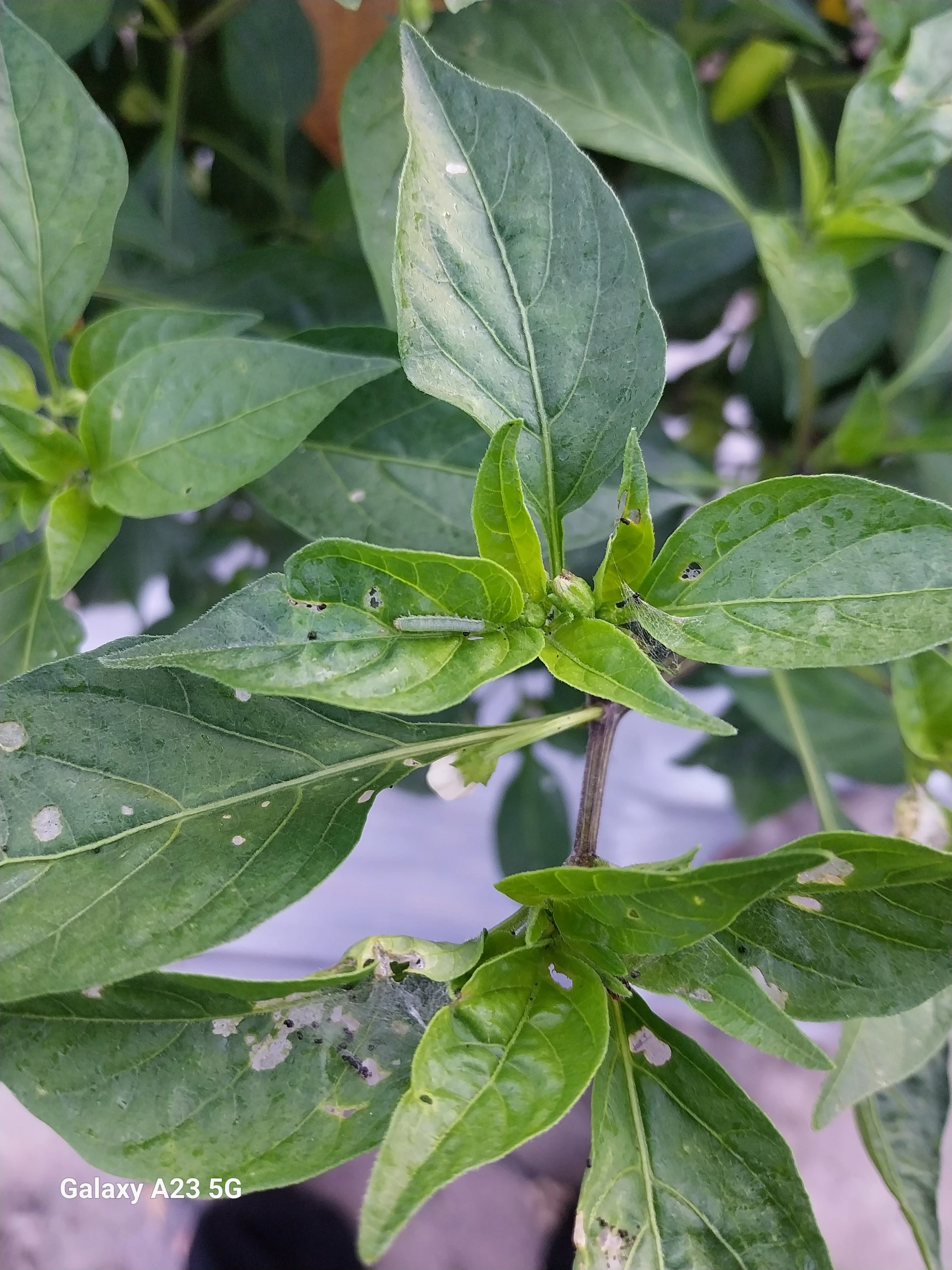 hình ảnh Khách hàng sử dụng Bacillus thuringiensis và vi nấm trắng