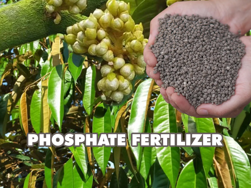 Ba dạng ion lân H₂PO₄⁻ – HPO₄²⁻ – PO₄³⁻ và cách lựa chọn trong quy trình tạo mầm