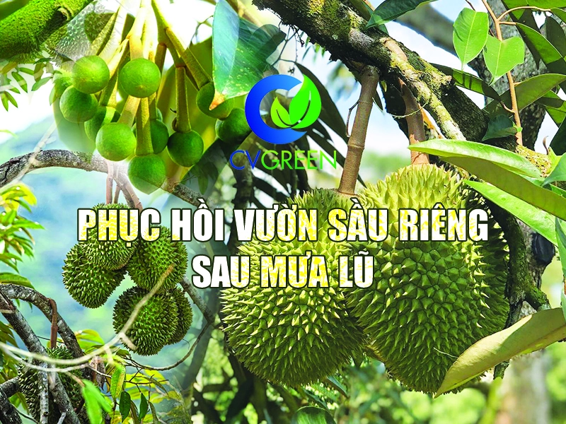Phục hồi vườn sầu riêng sau mưa lũ để xử lý ra hoa thượng vụ đạt hiệu quả cao