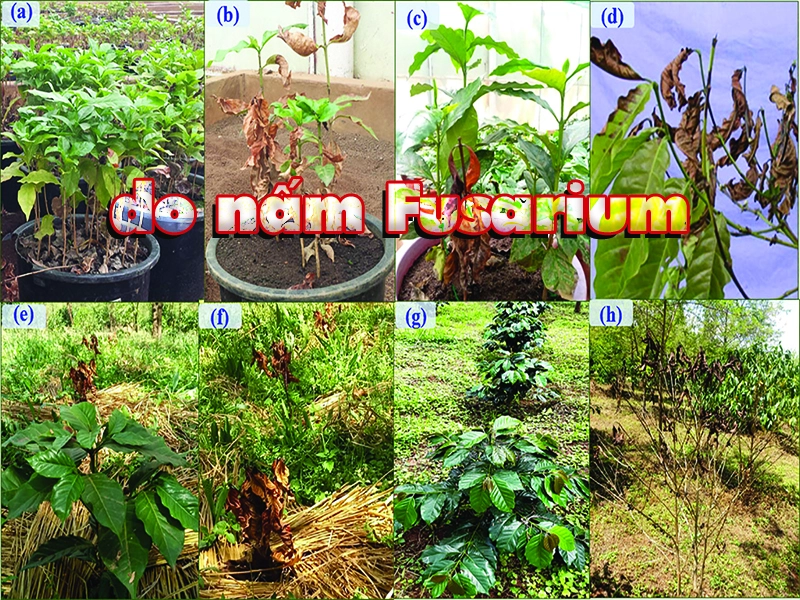 Quản lý bệnh héo vàng, héo rũ, chết chậm do nấm Fusarium: phòng đúng mới hiệu quả lâu dài