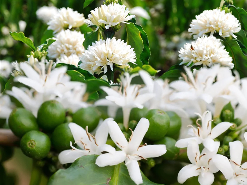 Cà phê bung bông sớm: cách điều chỉnh sinh lý và hormone để giữ bông chính