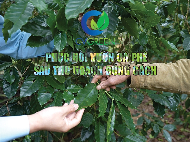 Phục hồi vườn cà phê sau thu hoạch đúng cách để cây khỏe, ra đọt mạnh, tạo mầm hoa tốt