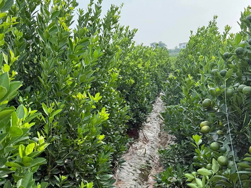 Cách dùng chất điều hòa sinh trưởng cho quất (tắc) cảnh để cây đẹp toàn diện dịp Tết