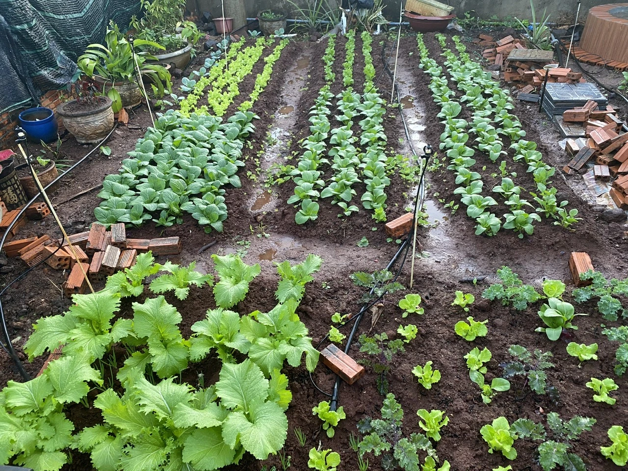 Hình ảnh rau ăn lá sử dụng Amino Acid và Bacillus thuringiensis