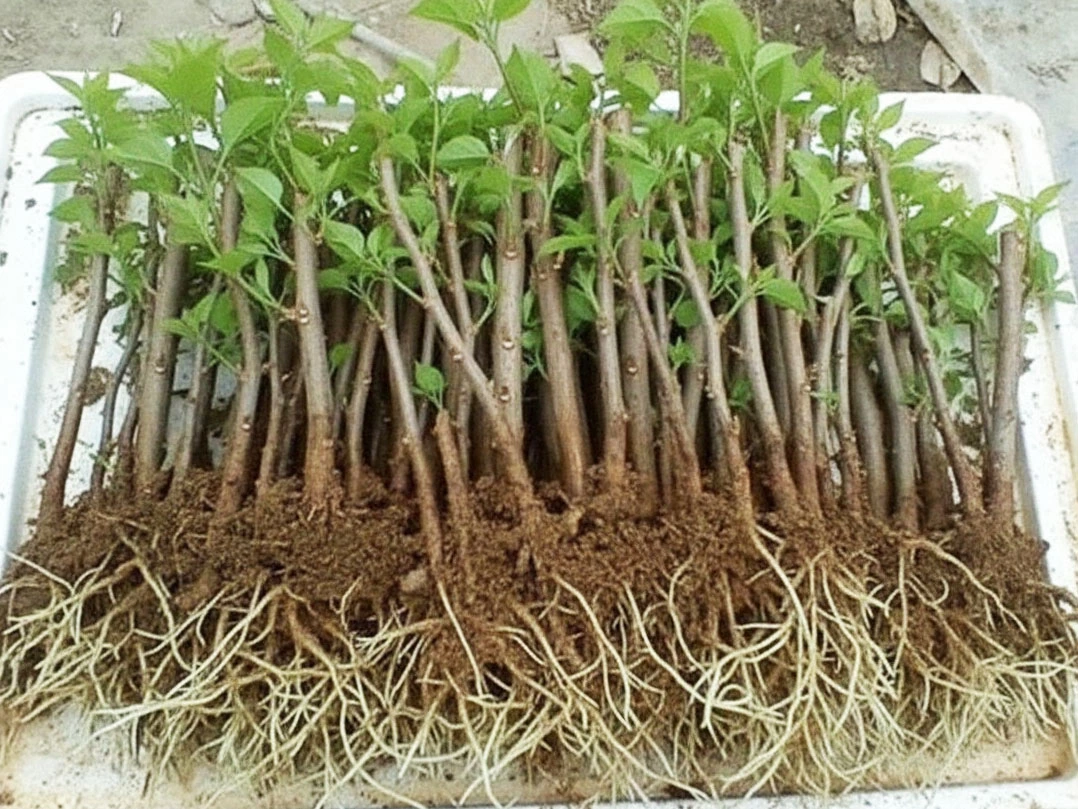 Sự khác nhau giữa IBA, IAA Và NAA trong tác động lên cây trồng