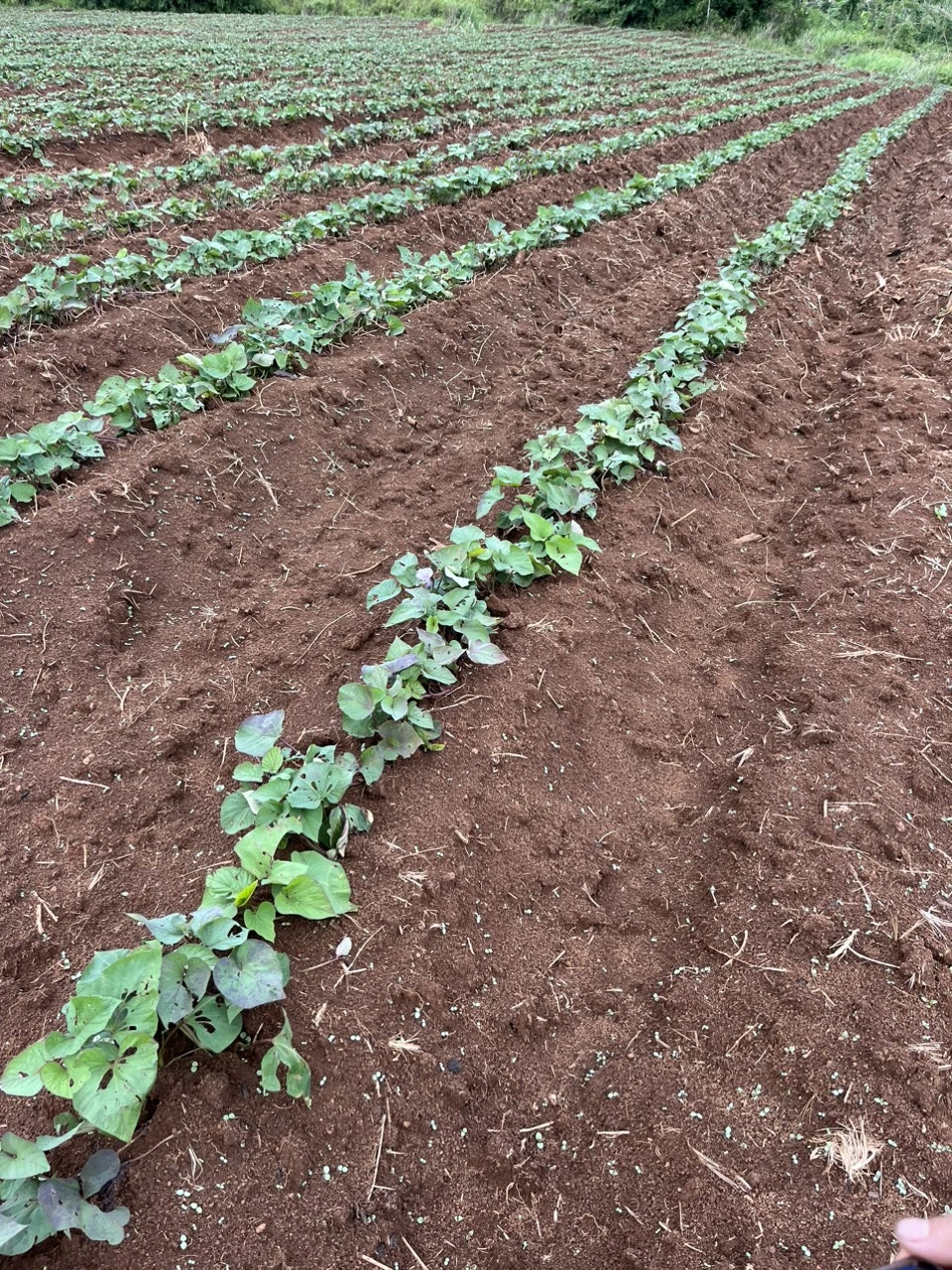 Hình ảnh vườn khoai lang trước khi sử dụng công thức và sản phẩm của Công Ty Chelate Asia