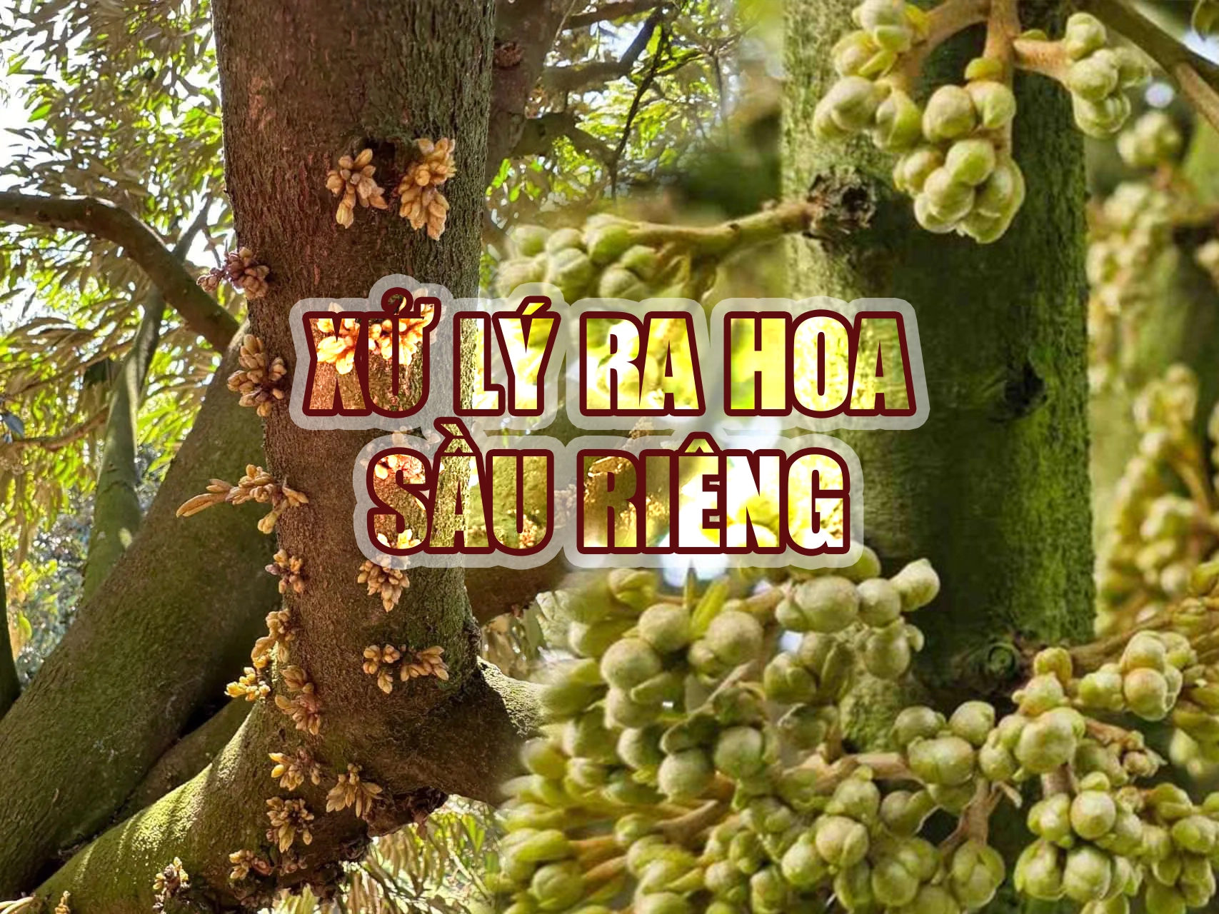 Quy trình xử lý ra hoa sầu riêng khu vực Tây Nguyên