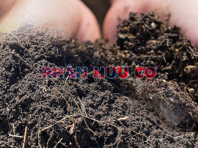 Phân hữu cơ và cách dùng đúng cho từng giai đoạn sinh trưởng