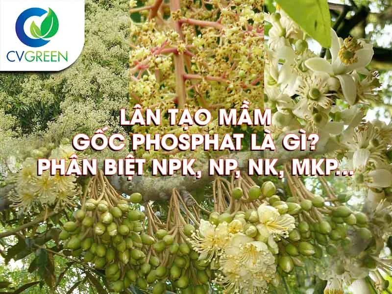 Lân tạo mầm gốc phosphat là gì? Phân biệt NPK, NP, PK... và cách dùng tạo mầm ra hoa hiệu quả