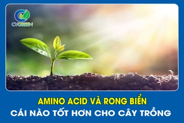Amino acid và rong biển – Cái nào tốt hơn cho cây trồng?