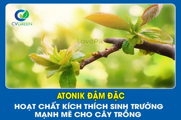 Atonik đậm đặc: hoạt chất kích thích sinh trưởng mạnh mẽ cho cây trồng