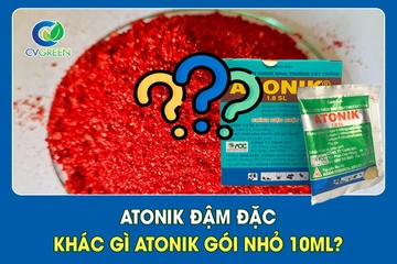 Atonik đậm đặc khác gì Atonik gói nhỏ 10ml?
