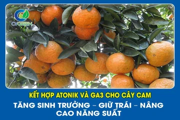 Kết hợp Atonik và GA3 cho cây cam: Tăng sinh trưởng – giữ trái – nâng cao năng suất