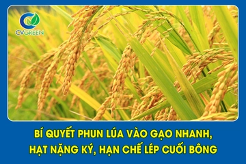 Bí quyết phun lúa vào gạo nhanh, hạt nặng ký, hạn chế lép cuối bông