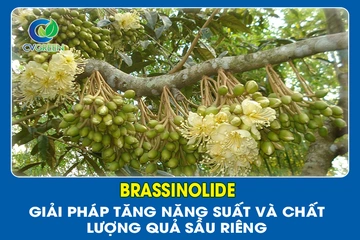 Brassinolide – Giải pháp tăng năng suất và chất lượng quả sầu riêng