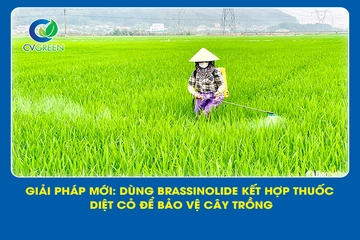 Giải pháp mới: Dùng Brassinolide kết hợp thuốc diệt cỏ để bảo vệ cây trồng