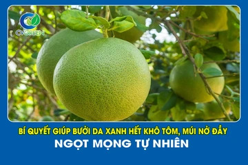 Bí quyết giúp Bưởi Da Xanh hết khô tôm, múi nở đầy – Ngọt mọng tự nhiên