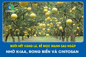 Bưởi hết vàng lá, rễ mọc mạnh sau ngập – Nhờ K-IAA, rong biển và chitosan