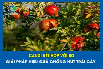 Canxi kết hợp với Bo – Giải pháp hiệu quả chống nứt trái cây