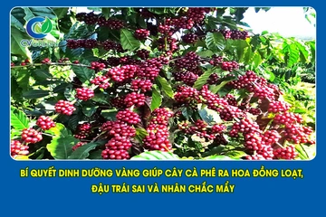 Bí quyết dinh dưỡng vàng giúp cây cà phê ra hoa đồng loạt, đậu trái sai và nhân chắc mẩy