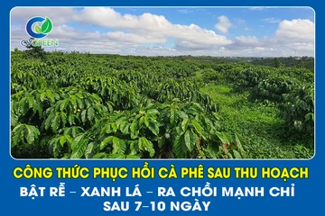 Công thức phục hồi Cà Phê sau thu hoạch: Bật rễ – Xanh lá – Ra chồi mạnh chỉ sau 7–10 ngày