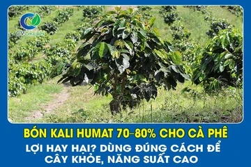 Bón kali humat 70–80% cho cà phê: Lợi hay hại? Dùng đúng cách để cây khỏe, năng suất cao