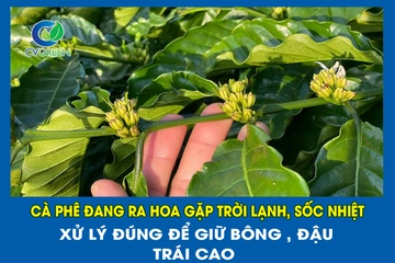Cà phê đang ra hoa gặp trời lạnh, sốc nhiệt: Xử lý đúng để giữ bông , đậu trái cao