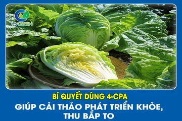 Bí quyết dùng 4-CPA giúp Cải Thảo phát triển khỏe, thu bắp to