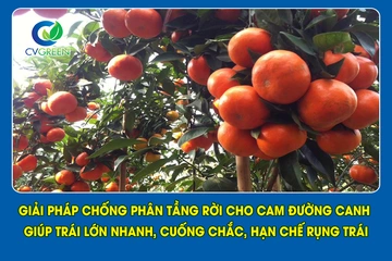 Giải pháp chống phân tầng rời cho cam đường canh giúp trái lớn nhanh, cuống chắc, hạn chế rụng trái