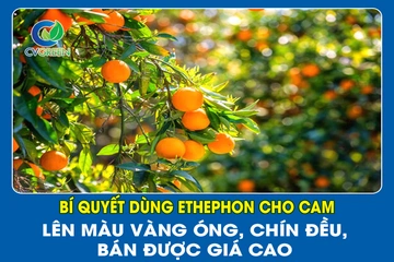 Bí quyết dùng Ethephon cho cam: Lên màu vàng óng, chín đều, bán được giá cao