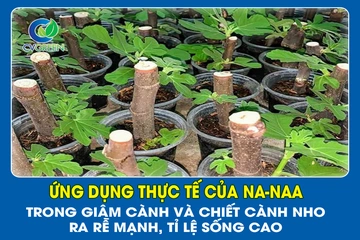Ứng dụng thực tế của NA-NAA trong giâm cành và chiết cành nho: Ra rễ mạnh, tỉ lệ sống cao