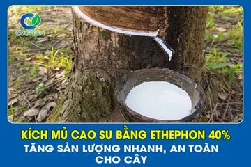 Kích mủ cao su bằng Ethephon 40% – Tăng sản lượng nhanh, an toàn cho cây