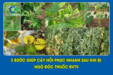 3 bước giúp cây hồi phục nhanh sau khi bị ngộ độc thuốc BVTV
