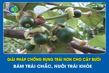 Giải pháp chống rụng trái non cho cây Bưởi – Bám trái chắc, nuôi trái khỏe