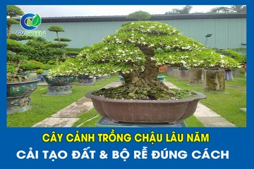 Cây cảnh trồng chậu lâu năm: Cải tạo đất & Bộ rễ đúng cách
