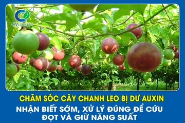 Chăm sóc cây chanh leo bị dư auxin – Nhận biết sớm, xử lý đúng để cứu đọt và giữ năng suất