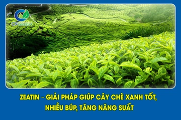 Zeatin – Giải pháp giúp cây chè xanh tốt, nhiều búp, tăng năng suất