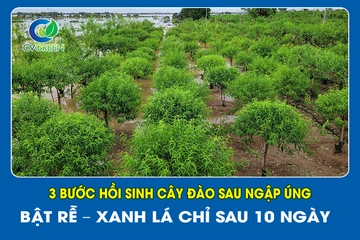 3 bước hồi sinh cây Đào sau ngập úng, bật rễ – Xanh lá chỉ sau 10 ngày