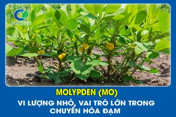 Molypden (Mo) – Vi lượng nhỏ, vai trò lớn trong chuyển hóa đạm