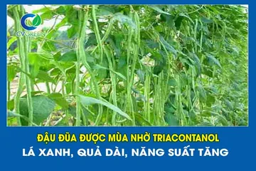 Đậu đũa được mùa nhờ Triacontanol – Lá xanh, quả dài, năng suất tăng